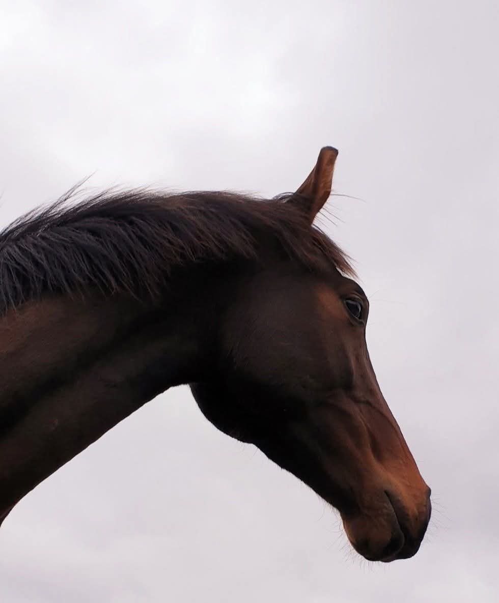 كَصَهلَةِ الخَيلِ.. كَالأمطَارِ.. كَالفَلَقِ.. 
تَأتِي العَزَائِمُ؛ فَاغنَمهَا ولَا تُعِقِ!

أنتَ الإرَادَةُ! إن غَارتْ مَوارِدُهَا..
شُدَّ اللِّجَامَ عَلىٰ الآمَالِ وانطَلِقِ!