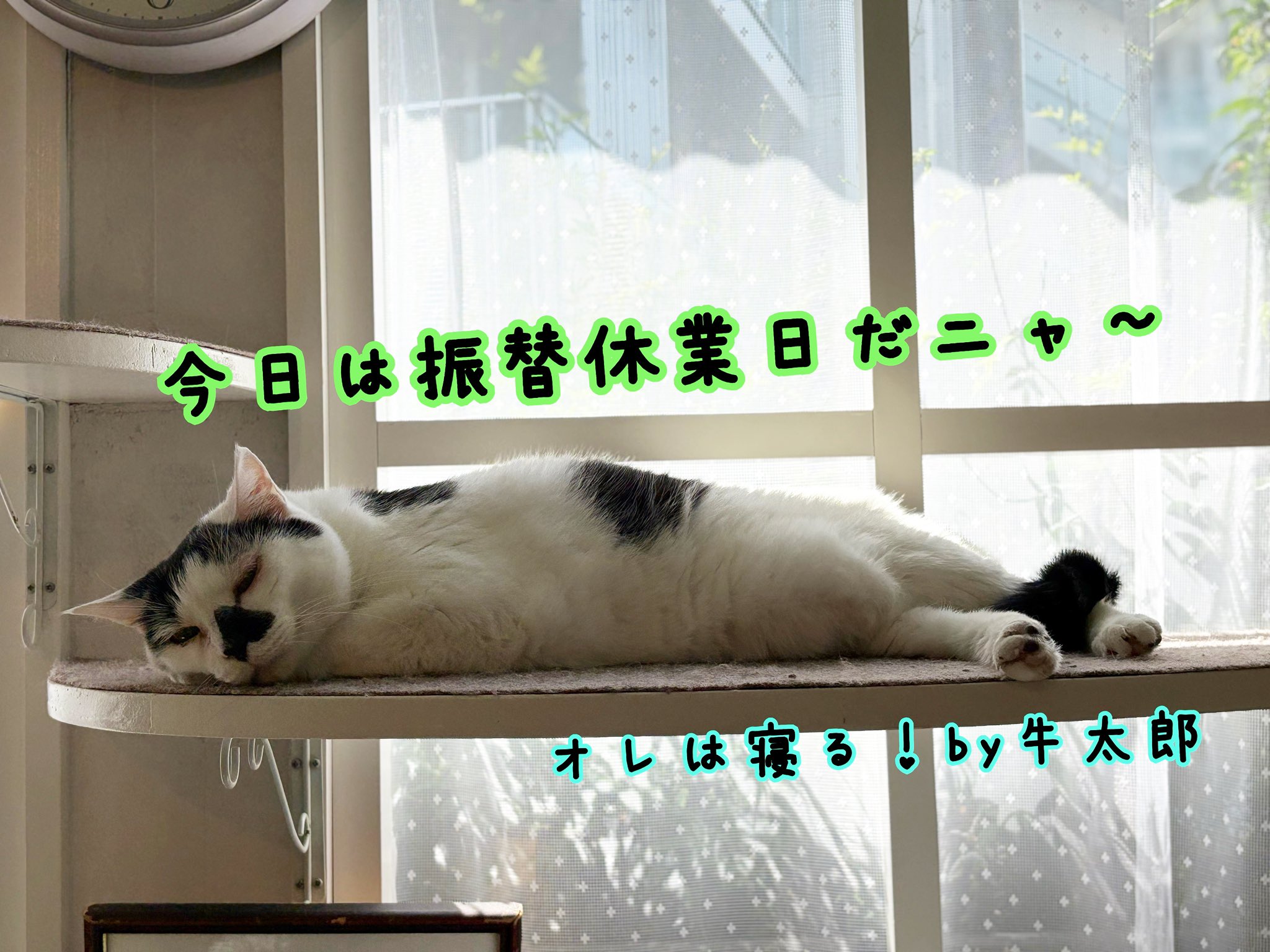 ねこぽん♪ BURTON 上150位 下140位 CAT'S INN TOKYO(キャッツイン東京) on X: 