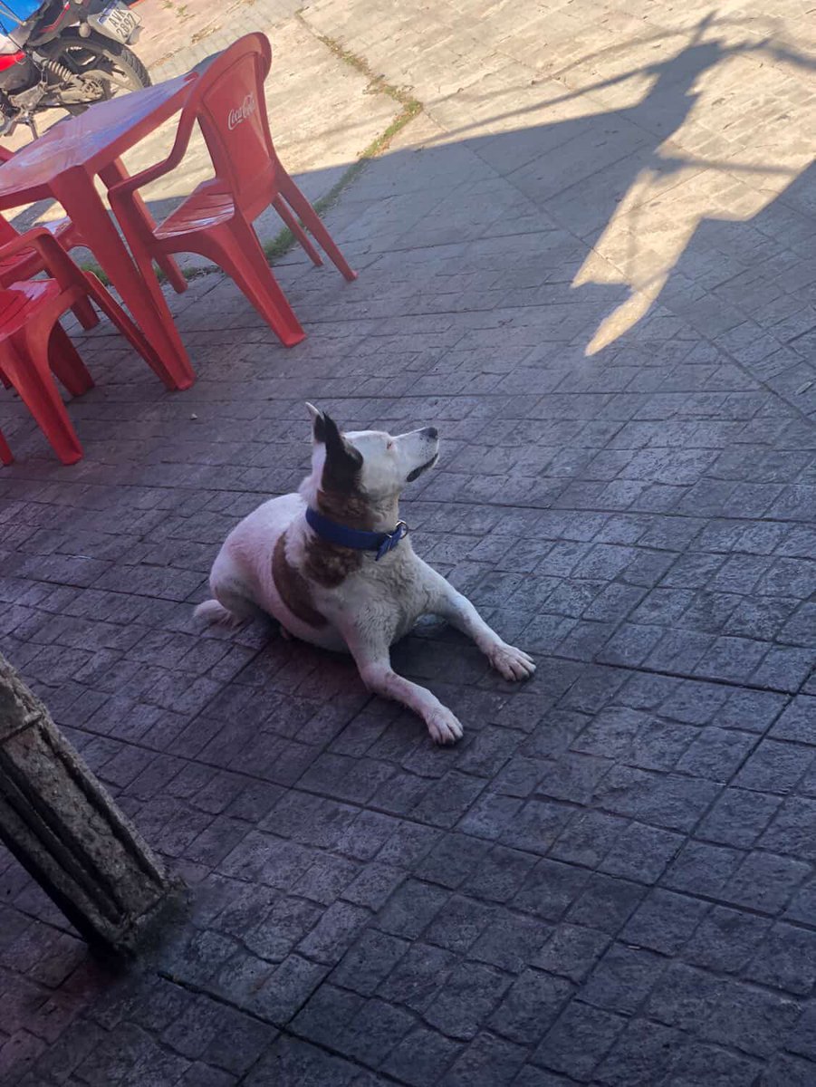 Este perrito vivía con su familia, pero al mudarse lo abandonaron 😔💔. Ahora quedó solo, sin entender qué pasó, y necesita con urgencia un hogar responsable que no lo vuelva a dejar.
Por favor, si alguien puede darle un lugar o transito en la zona de Sayago (Ariel y bell)