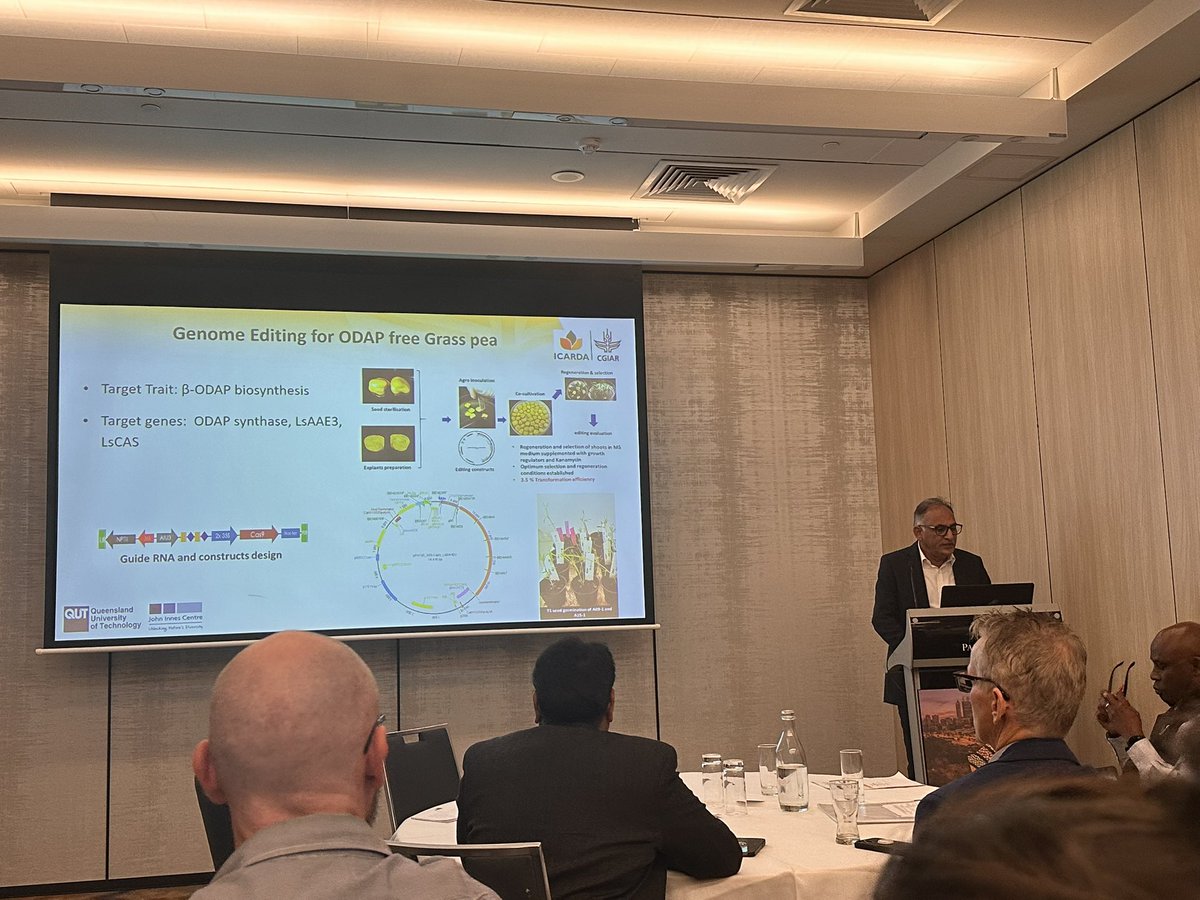 grasspeanet's tweet image. From “last resort” to climate-smart choice 🌱Grasspea research at  #IFLRC2025 Perth highlights ICARDA’s progress on low-ODAP varieties. Safe, nutritious &amp;amp; resilient — thanks to @ShivKAgrawal vision. #SustainableAgriculture
