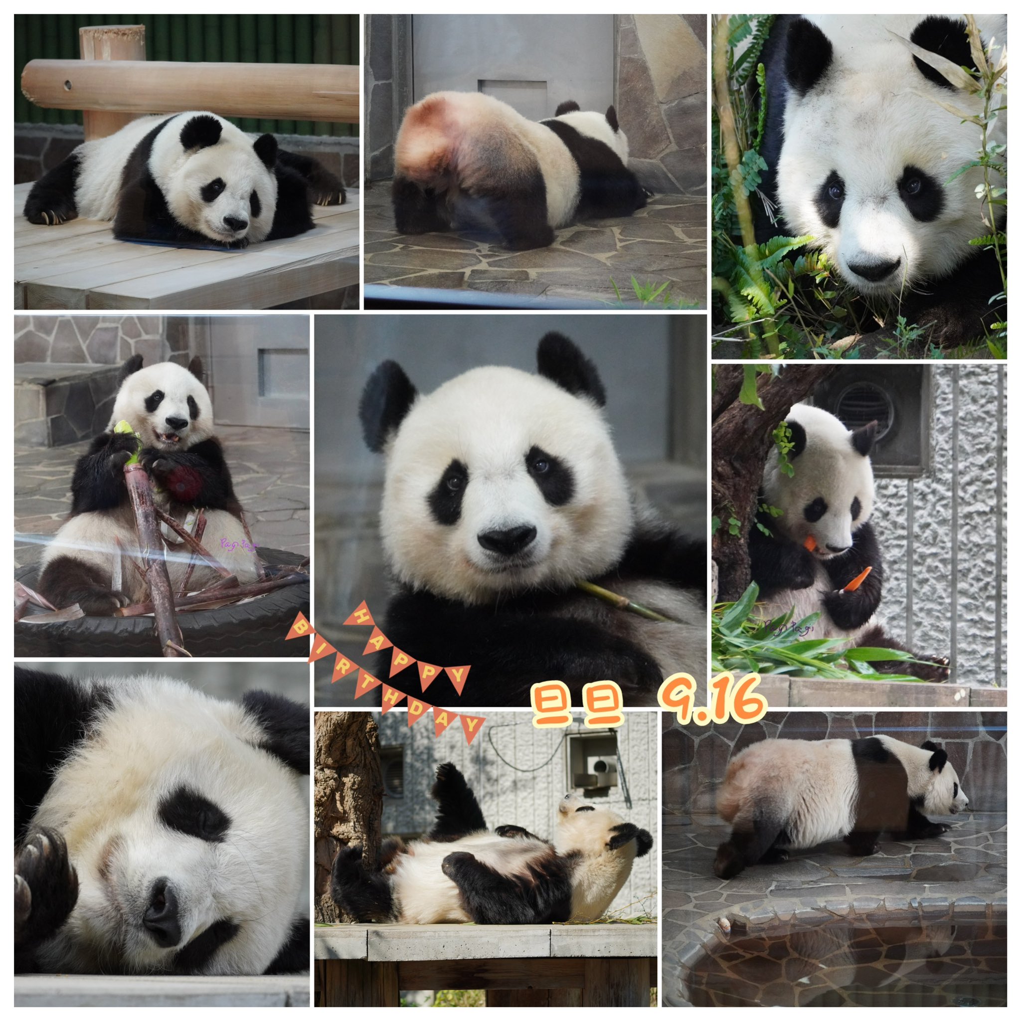 WILD LIFE ジャイアントパンダ(メス) WILD LIFE ジャイアントパンダ(メス)