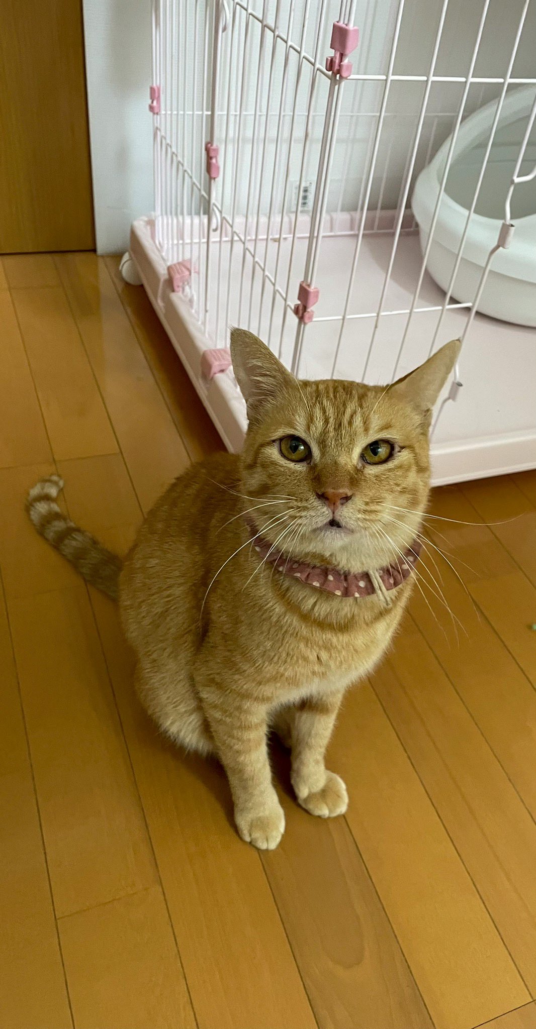 猫又様　お見積もりページ 初めてウサギのお世話をペットシッターさんに頼んでみました