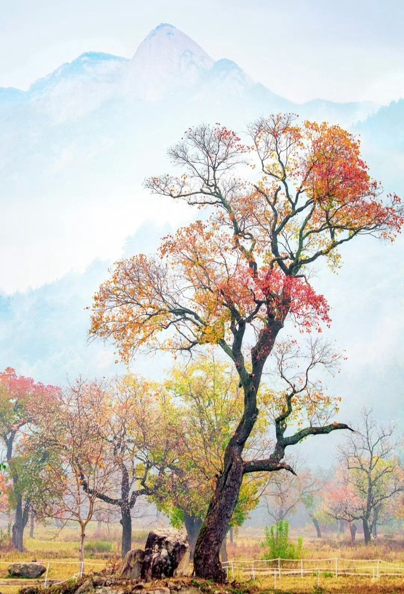 秋天的渐变色。