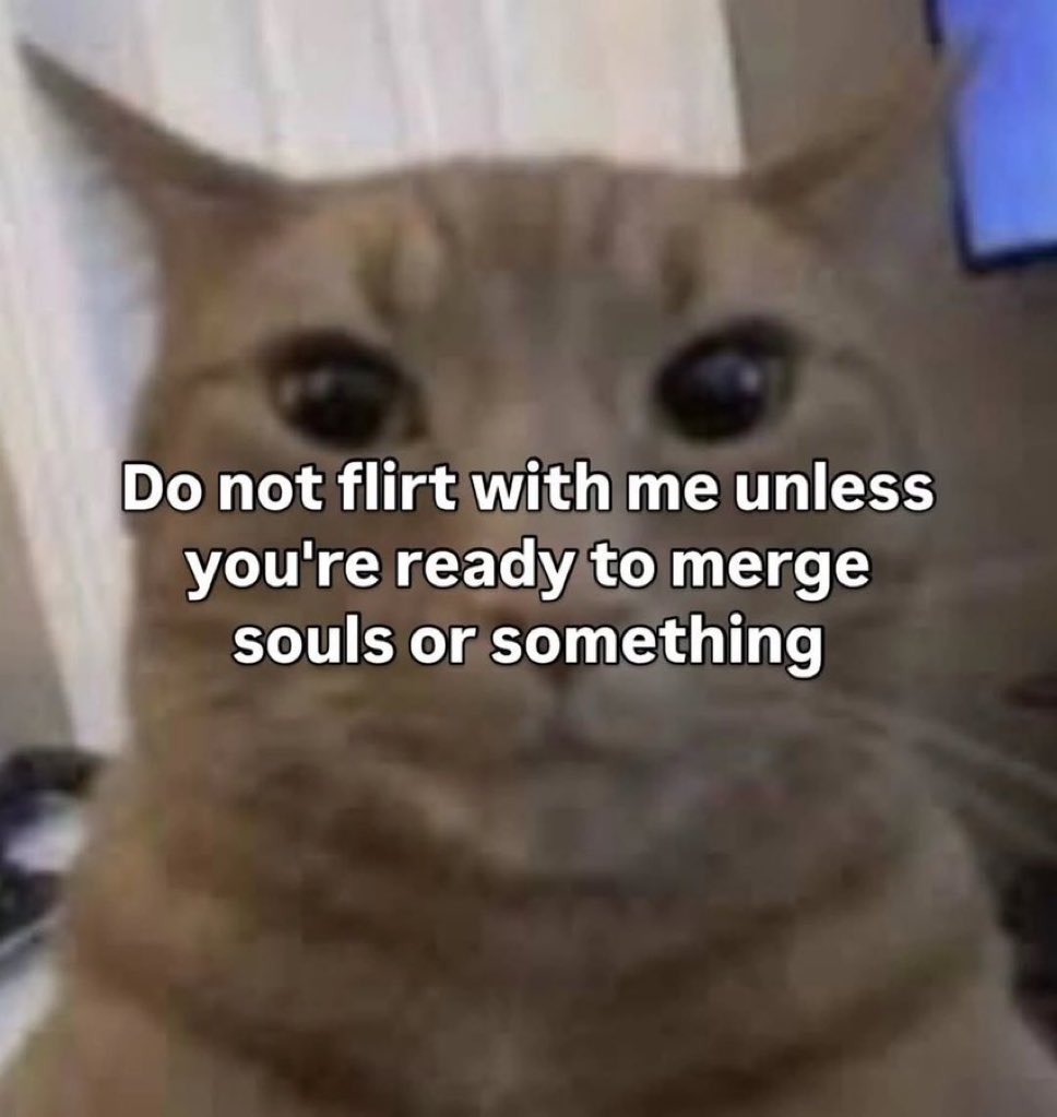 LiterallyMeCats (@literallymecats) on Twitter photo 