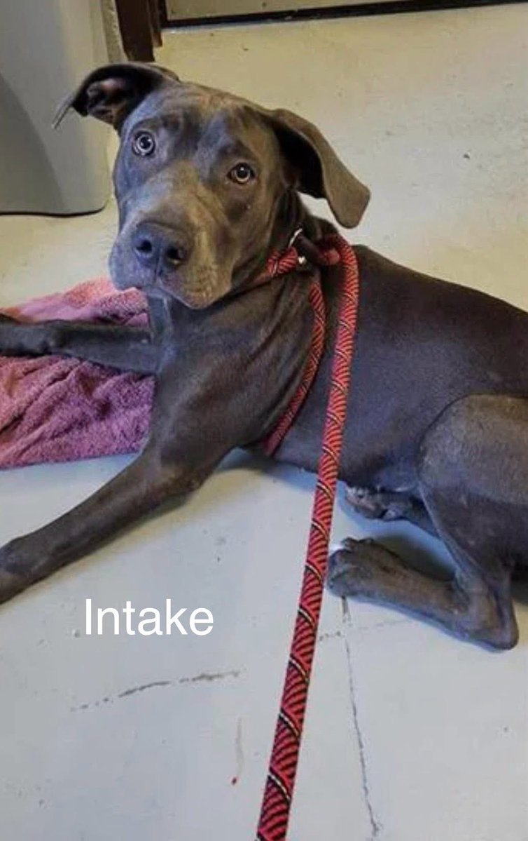 MONDAY #A383259 1yo
Gorgeous little Lab-mix,beautiful silver coat,mesmerizing golden eyes
Such a STUNNER
Hard to believe she is fighting for her wee life💔 
Adorable,playful,gentle little angel,DESPERATELY WANTS TO LIVE 
PLZ #ADOPT #FOSTER OR #PLEDGE FOR RESCUE⛑️ #CORPUSCHRISTI