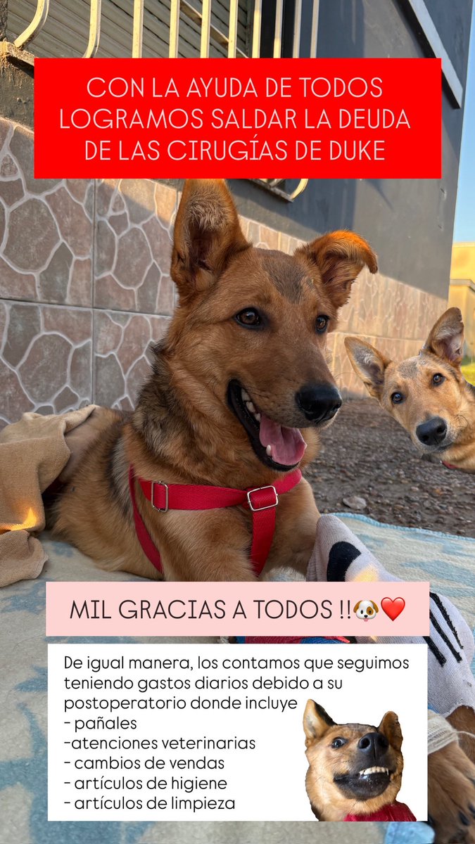 shirleygranau_'s tweet photo. Logramos saldar la deuda de sus cirugías 🙌🏻🥹
Muchas gracias a todos lo que colaboraron con Duke ❤️🐶
@aaguvolpato https://t.co/scE2pVxWG5