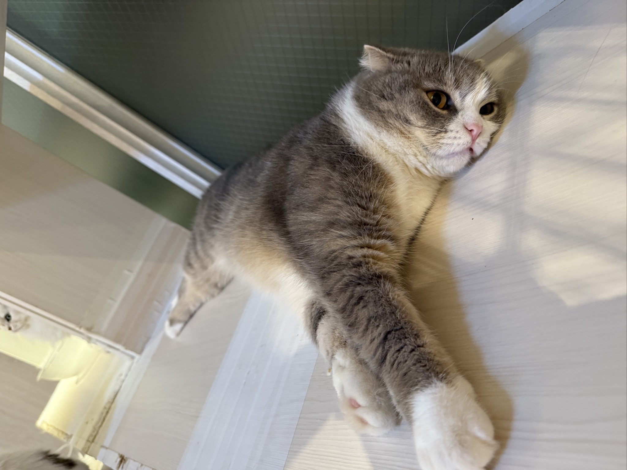 猫カフェ 猫ちゃんといっしょ on X: 