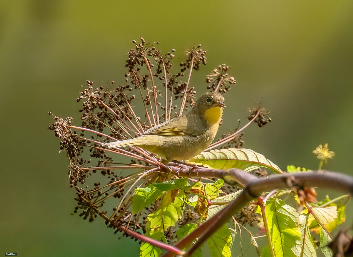 birdnestworld's tweet image. Hiding in Plain Sight!!! "Meet the Common Yellowthroat!

Jacksonville, Florida

#warblersofinstagram #FallMigration #commonyellowthroat #floridabirding #ebirdfrontpage #floridabirds #BirdWatchingDaily #birdwatching #birdphotography #birdlife #birdsofinstagram #birdsoftiktok