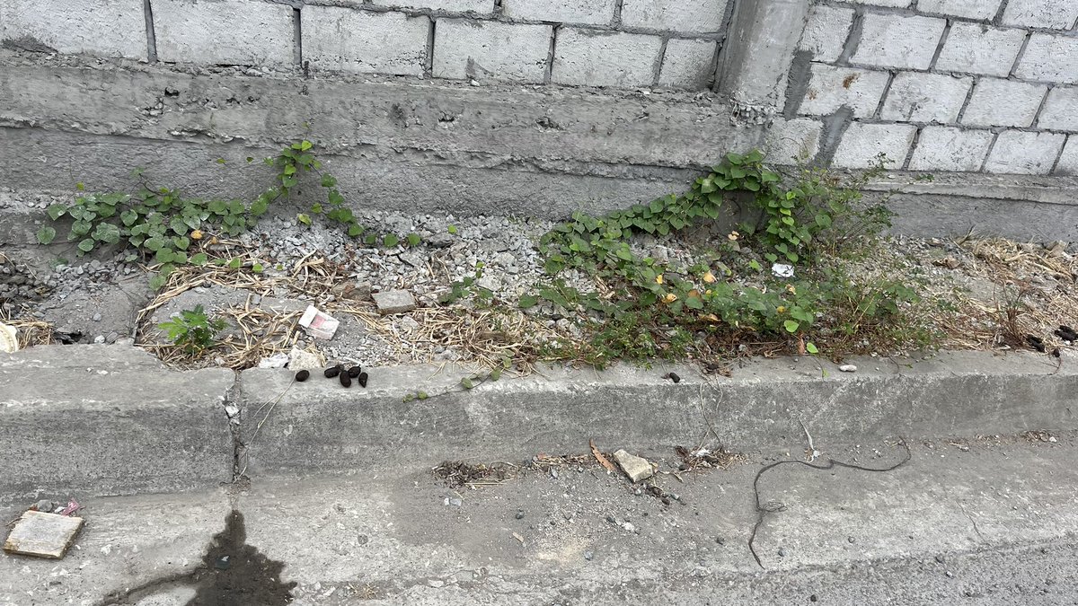 Jenniffer Granja tweet media