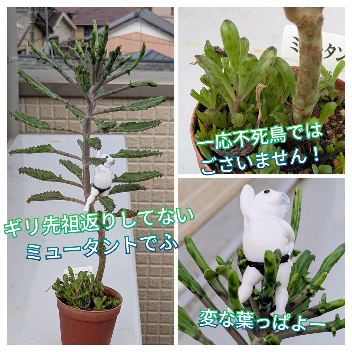多肉植物 - Search / X