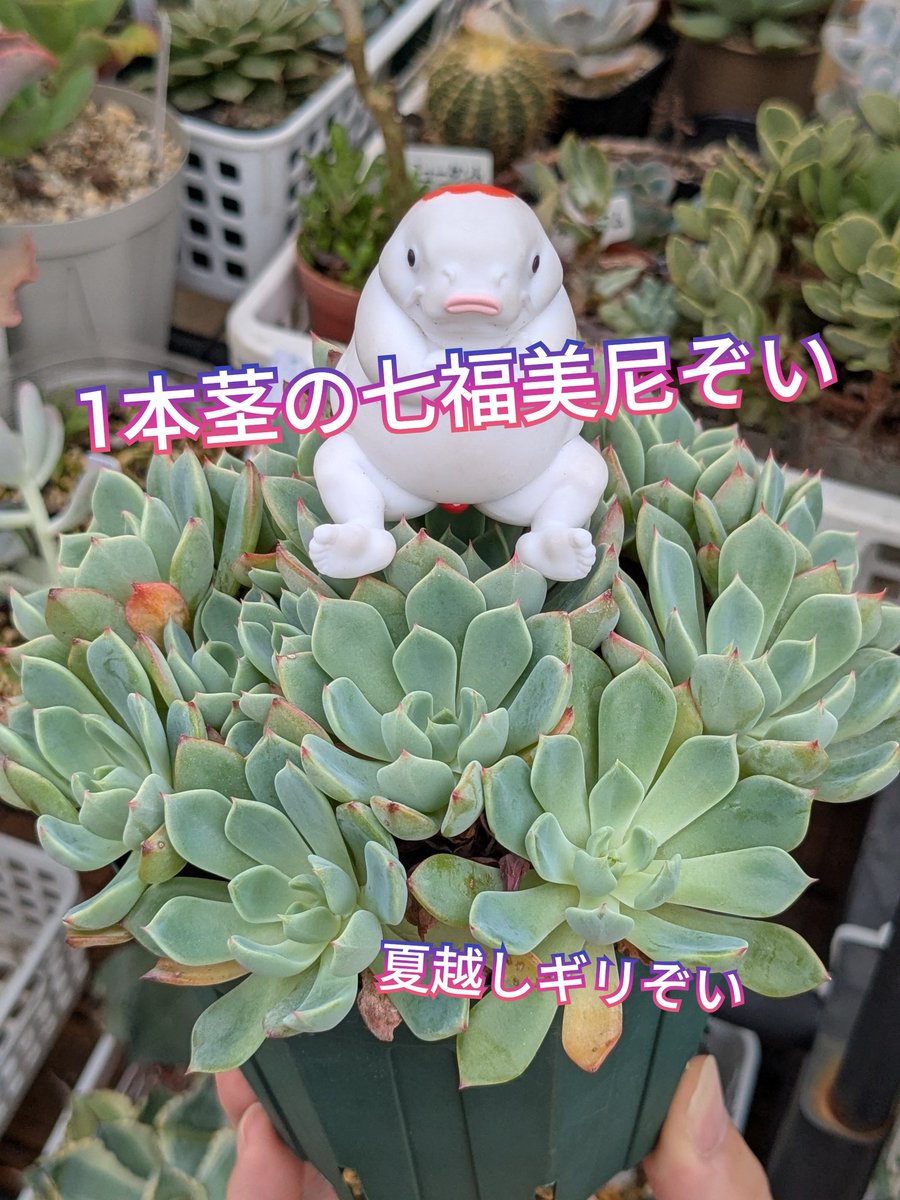 多肉植物。 專用図 setcr.jpg