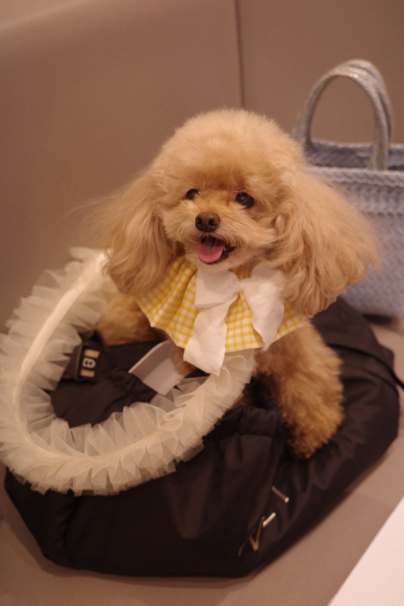 katilog521's tweet photo. うちの犬、楽しいとき分かりやすくて可愛い https://t.co/u63idKOBwU
