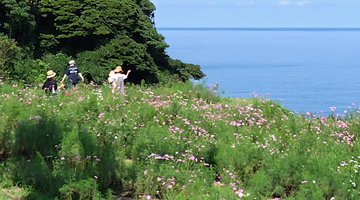 今日（16日）も良いお天気です。#佐渡見平コスモス畑　は10時〜15時まで開園します。
#海が見えるコスモス畑 #海とコスモス #柏崎市笠島　#コスモス