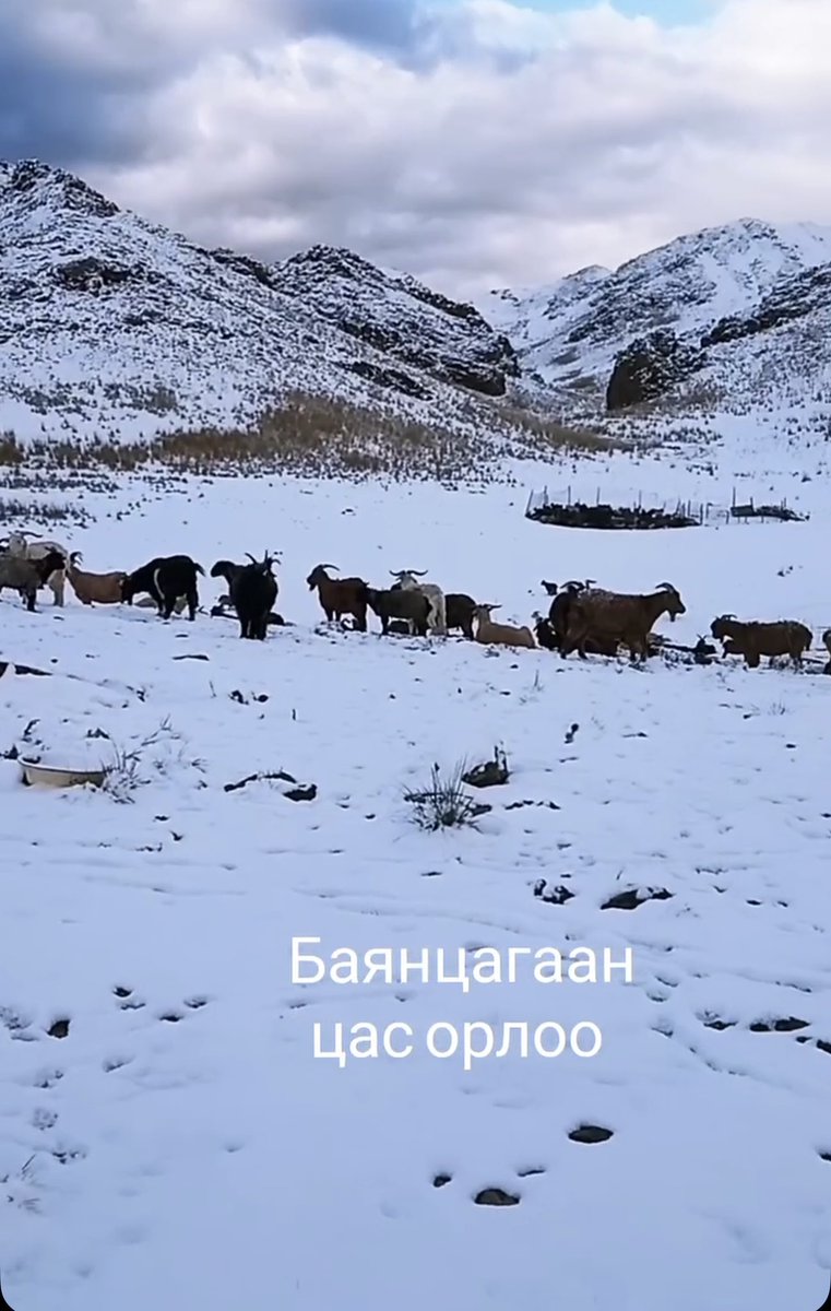 Өглөөний мэндээ. Өмнөговь аймаг Баяндалай сумын Баянцагаанд цас оржээ. Өвөлч эрт болох нээ