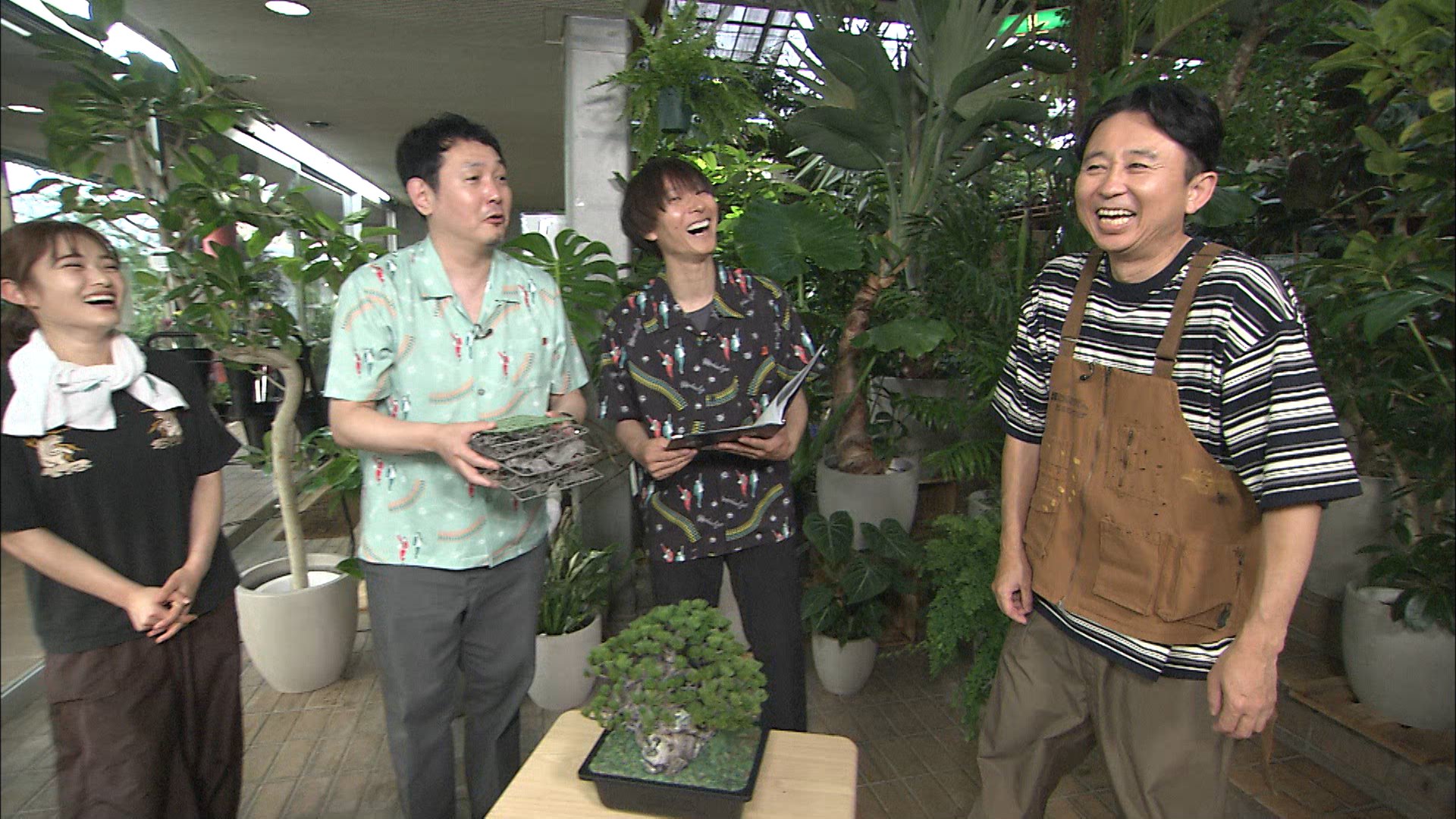 120㎝,銀バナナ＝有吉マツコTV紹介・バナナ＝切り戻し低木化、樹高２ｍ台で開花 銀バナナ☆100cm超甘い！巨大、バナナ苗＝有吉マツコTV紹介