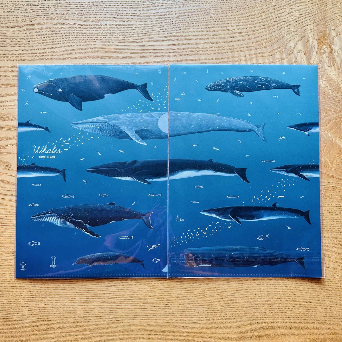 くじらまみれ昨日で終わりでした。ありがとうございました🐳

出産後初めてのイベント&amp;クジラグッズ発表、疲れました〜💦

出展者さん達とは勝手にお友達気分で仲良くさせてもらいました🎵楽しかったです✨
今後ともよろしくお願いいたします

写真は直前に出来たクリアファイルです
#くじらまみれ2025