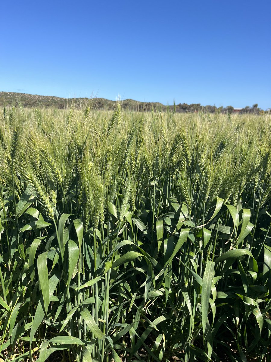 Nick Eyres (@eyres_n) on Twitter photo Kestrel wheat packing on some grain in front of some warmer weather to come. 
A credit to <a href="/InterGrain1/">InterGrain</a> for releasing something so well suited to a quick environment. 
Farming systems need to grow more grain, quicker. All models suggesting tighter finishes, more tools in toolbox! Kestrel wheat packing on some grain in front of some warmer weather to come. 
A credit to <a href="/InterGrain1/">InterGrain</a> for releasing something so well suited to a quick environment. 
Farming systems need to grow more grain, quicker. All models suggesting tighter finishes, more tools in toolbox!