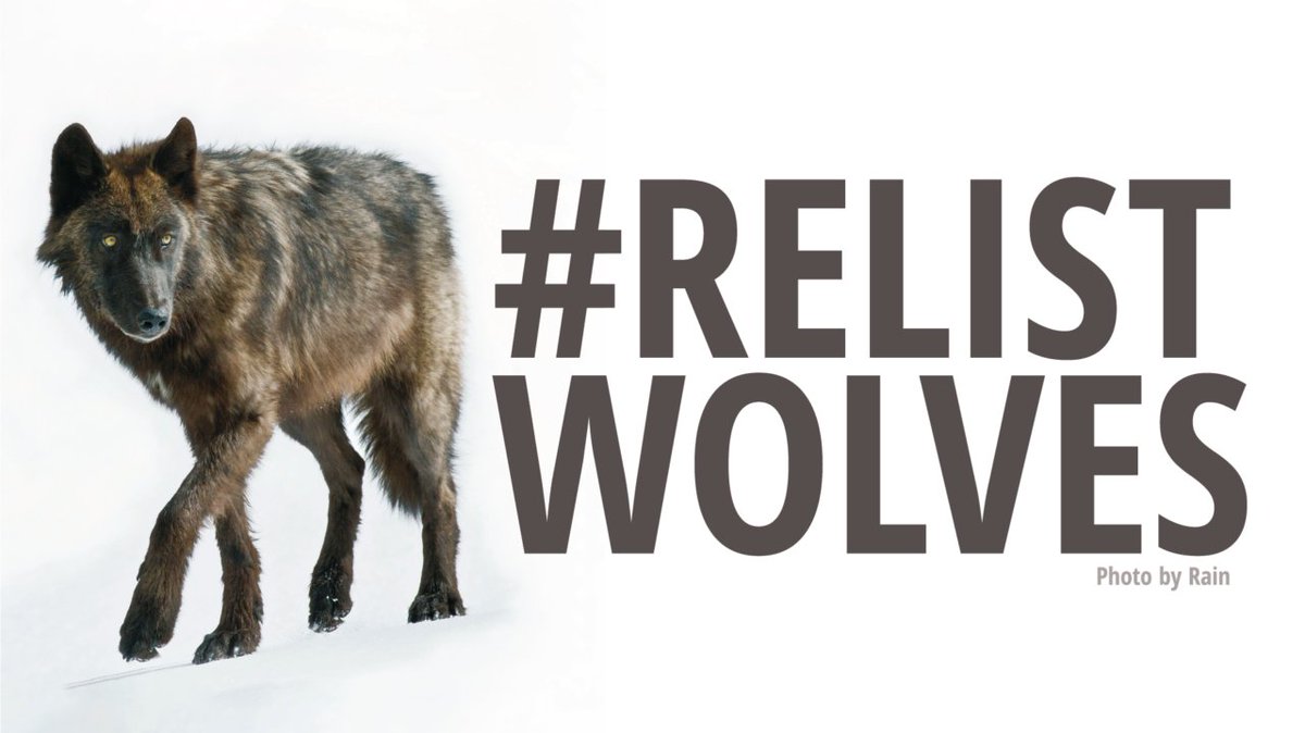 AmUmbria's tweet image. According to Montana&apos;s Wolf Population Forecast report, if MT continues to harvest 282/higher would result in continuing decline, increasingly. If quota of 334 were to continue for more than 2-3 years, wolves will be unable to support 15 breeding pairs within 5 years, if 
harvest…