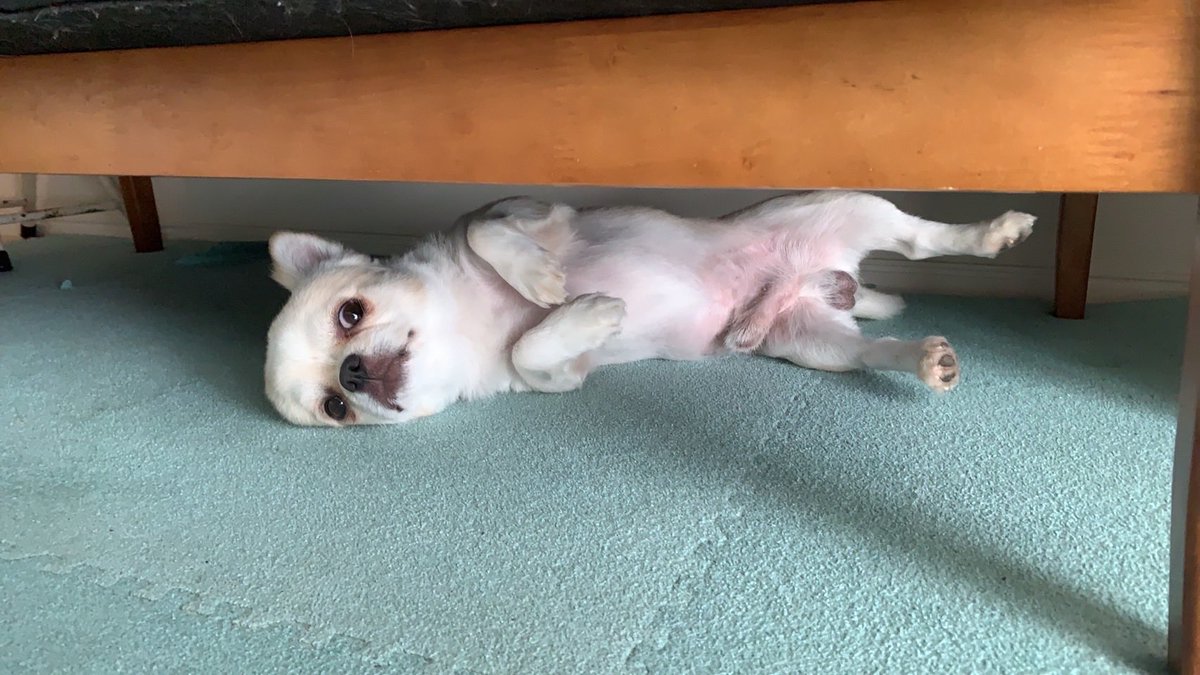 9月16日だというのに暑過ぎます😰
という事で、ソファーの下で涼むのが最高☺️