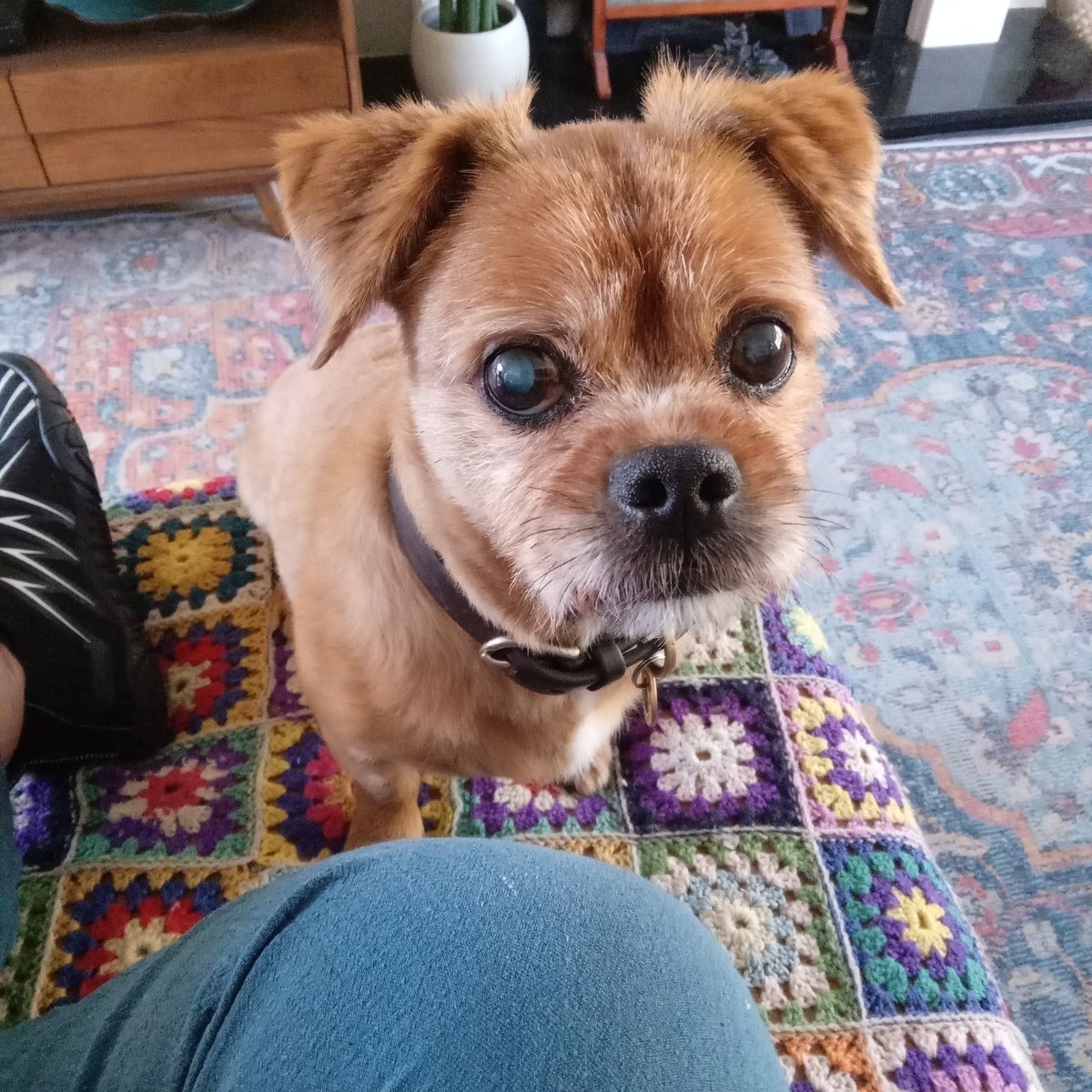 BarkoDonny's tweet photo. Part one of Operation Stop Hoom mum meditating - sit and stare at her
Part two - sit on her
Part three - bark at every slight or imagined sound. IT WORKS
#btposse #getmorecuddles #operationstop https://t.co/uGi0Mel9lz