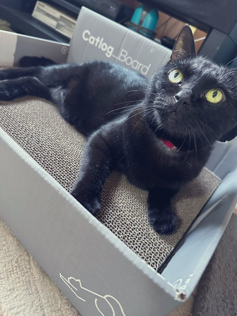 nounours_black's tweet photo. 今後も健康に元気で居てほしいので
catlog board購入😸
catlogに大変満足しているので気になって居たところ少しお安く買えた✨
発送の箱が爪研ぎ箱になるんだけどすでにお気に入り
初めて爪研ぎのボートで爪研ぎしてるのが見れて嬉しい限り☺️今迄それ関連でやった事ないのにwww
#catlog
#catlogboard https://t.co/0UMofJxomE
