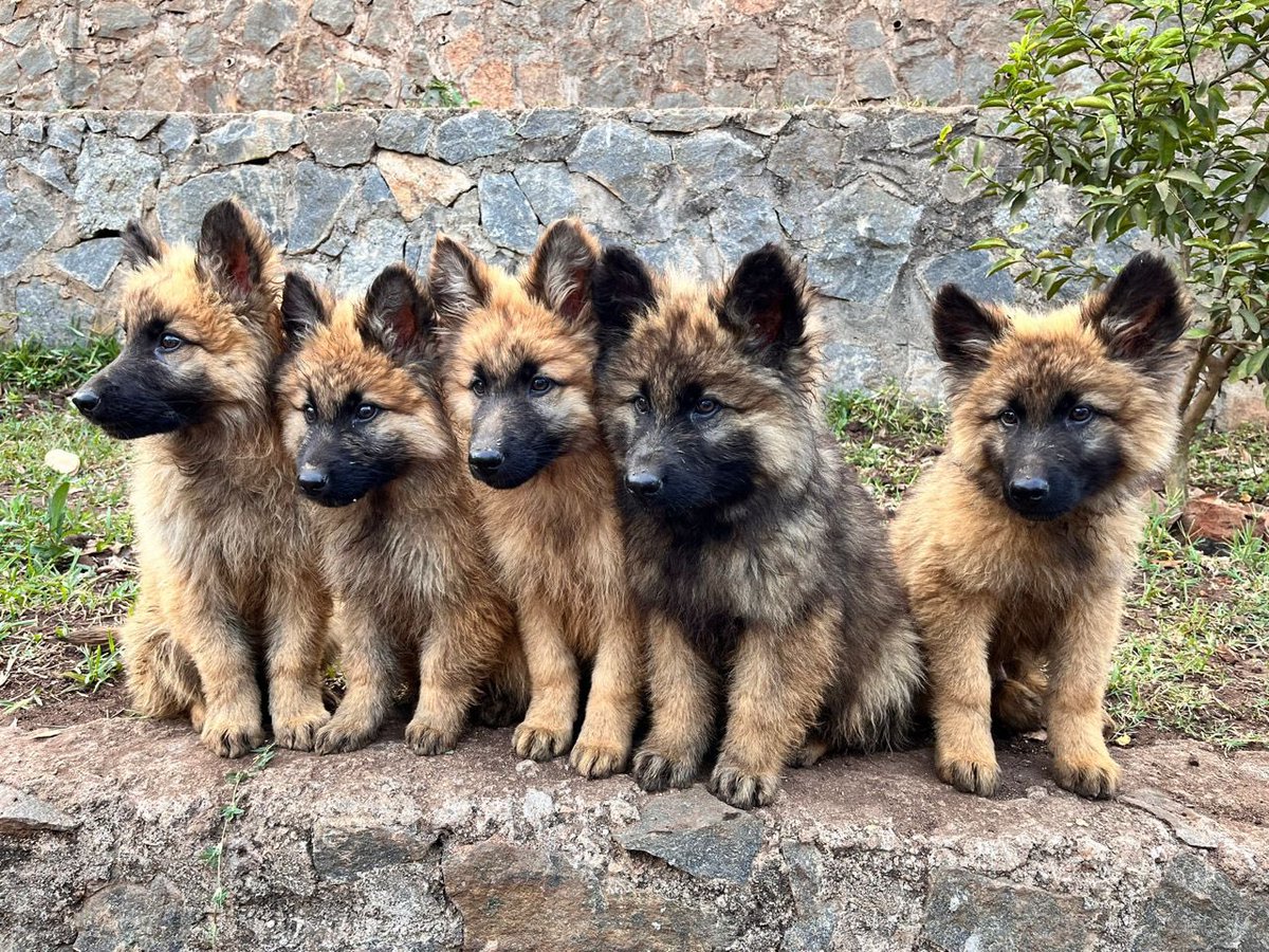JoleenIdah's tweet photo. We have these nice long coat German shepherds at MWK 1,200,000. Lilongwe. https://t.co/R10XroTc5h
