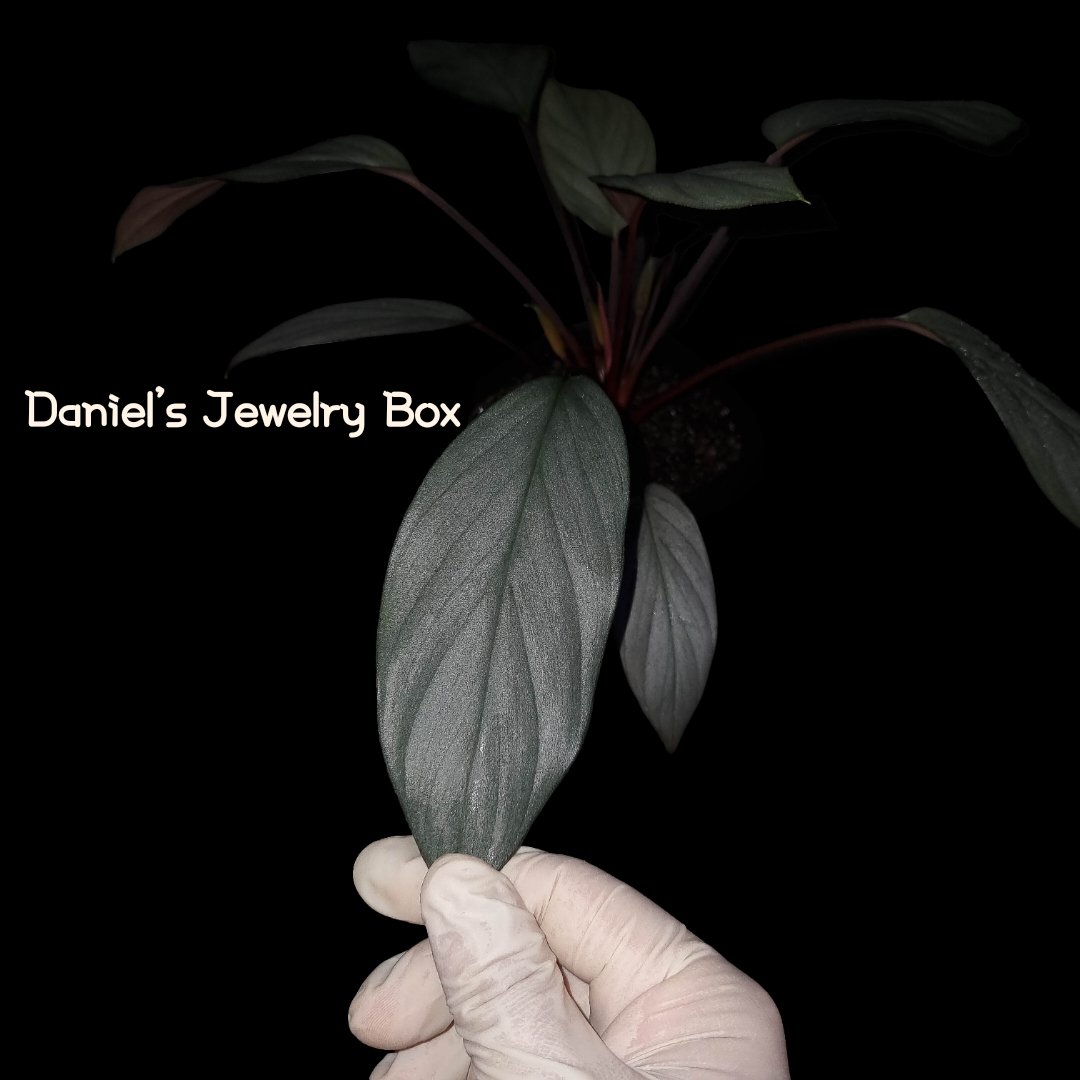 Daniel0817_'s tweet photo. Homalomena sp.
"Light Blue Silver"
[DJB20XX-01C]

#homalomena
#ホマロメナ
#vivarium
#terrarium
#tropicalplants
#paludarium
#jungleplants
#ブセファランドラ
#サトイモ科
#観葉植物 
#熱帯植物
#雨林植物
#パルダリウム
#テラリウム 
#熱帯雨林植物
#furtadoa
#bucephalandra
#DJB便
#Daniel便
#rainforestplants
#variegatedplants
#cryptocoryne
#homalomenavariegated #Homalomenavarigated #Homalomenavariegata
#corybas
#moss 
#schismatoglottis