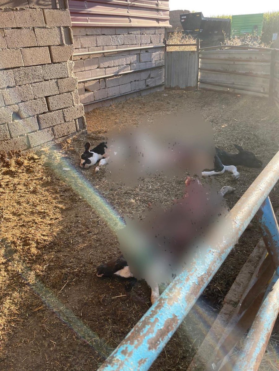 Alhan köyü yolu üzerinde mahalle sakinlerimizin danalarını dün gece köpekler parçaladı ve bu ilk de değil lütfen artık bu soruna bir çözüm bulun zaten insanlar şap ile mücadele etti emekleri zayi oluyor <a href="/Konyabuyuksehir/">Konya Büyükşehir Belediyesi 🇹🇷</a> <a href="/ereglibelediye/">Ereğli Belediyesi</a>