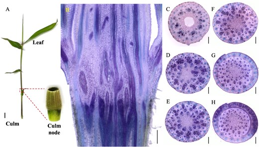 Hortres's tweet photo. Bamboo nodes reveal unique vascular & mineral roles underground! #BambooScience #PlantAnatomy @OxfordJournals
Details: https://t.co/5eKyBaCIZO https://t.co/XXFHSaZr8v