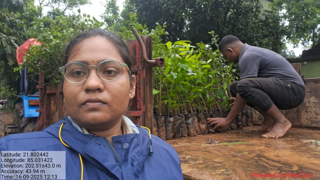 DfoBonai's tweet image. For tomorrow’s #megaplantationdrive: #seedlings #distributed to Pithachor &amp;amp; Lamsi VSS, S Bolang Section, $BonaiRange; Bandhabhuin, San-Bandhabhuin &amp;amp; Dahichor VSS, S Bolang Section, Bonai Range; and #transported to Singardei UTP, Kurda Beat, #KuliposhRange.