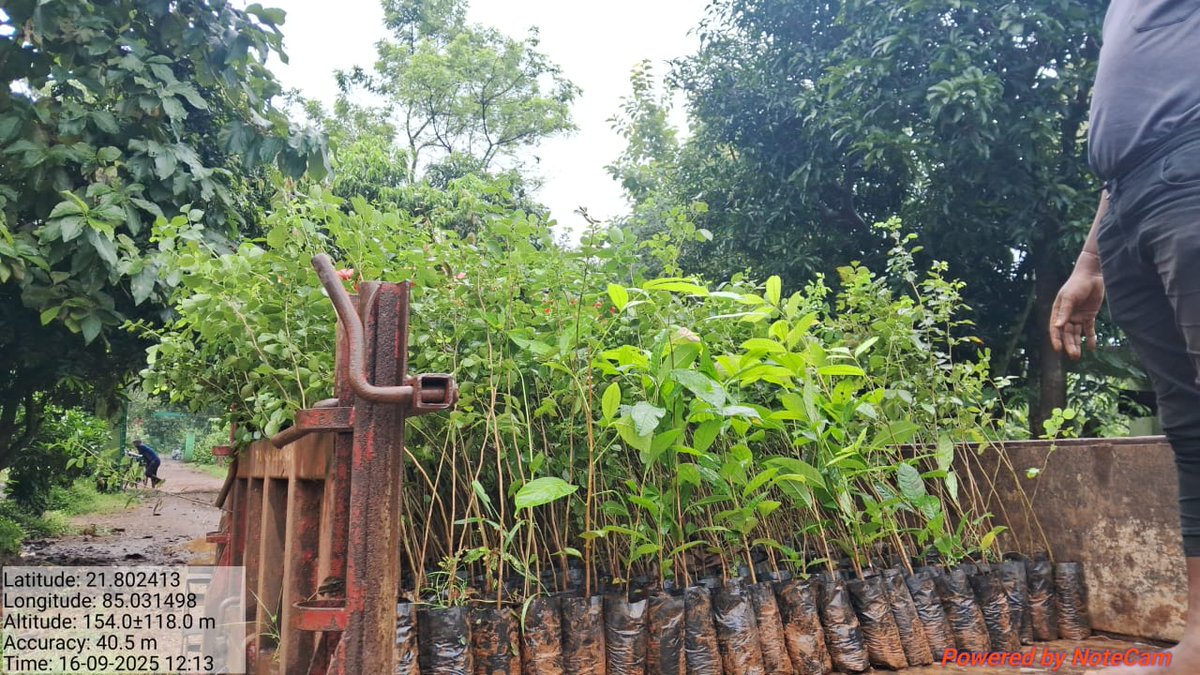 DfoBonai's tweet image. For tomorrow’s #megaplantationdrive: #seedlings #distributed to Pithachor &amp;amp; Lamsi VSS, S Bolang Section, $BonaiRange; Bandhabhuin, San-Bandhabhuin &amp;amp; Dahichor VSS, S Bolang Section, Bonai Range; and #transported to Singardei UTP, Kurda Beat, #KuliposhRange.