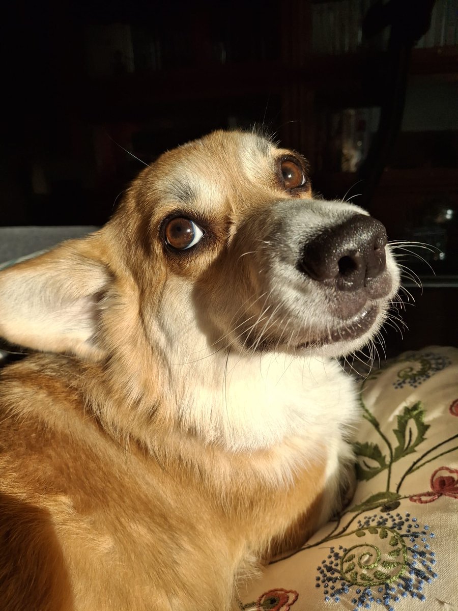 AnkiMaria🐶🫖🎶📖💜 tweet media