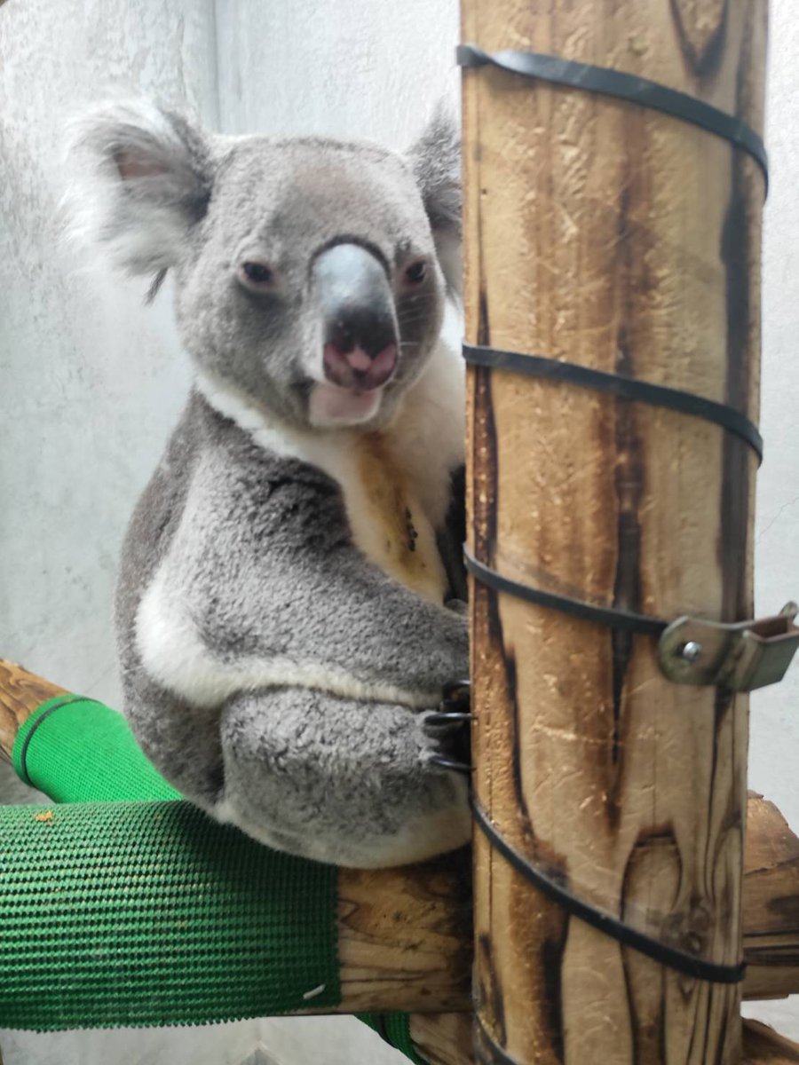 kanazawazoo317's tweet image. 9月17日よりコアラの展示を再開します🐨
久々の展示となりますので、今一度コアラ舎入口で観覧マナーのご確認をお願いいたします(静かな観覧、フラッシュOFFなど)。
#金沢動物園 #コアラ
#コアラ展示再開 #koala
#ポポロ #たんぽぽ #ハリー
#コロンは部屋割りの関係で裏のお部屋 #コロン寝起き