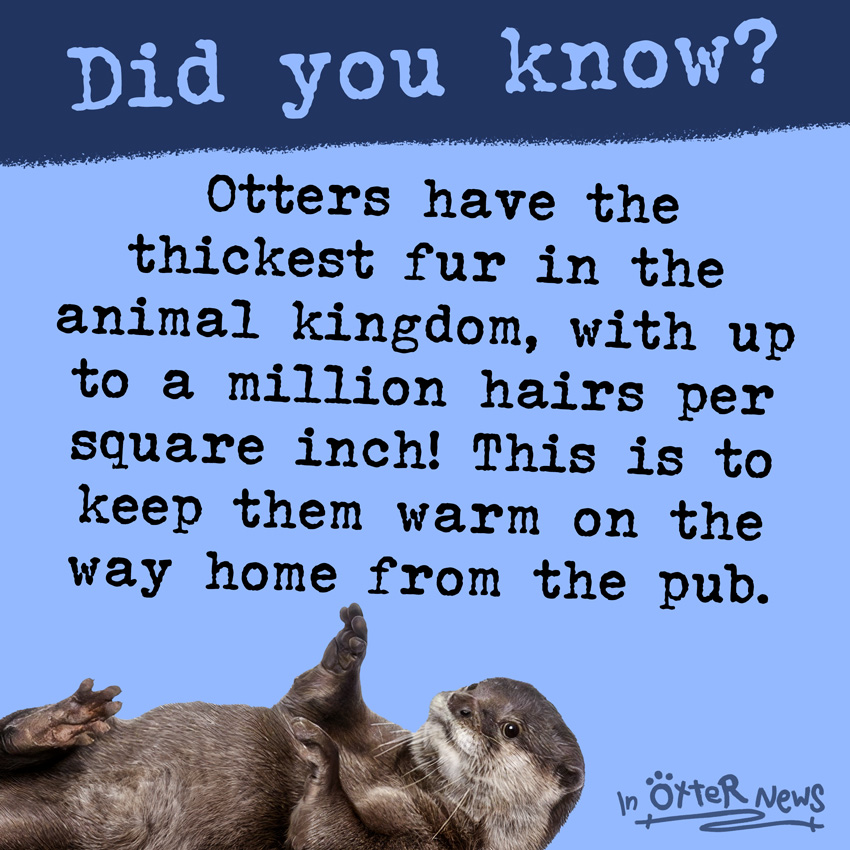 Important Otter Facts: