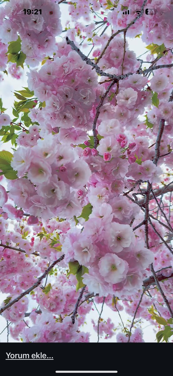 atapasha7's tweet photo. 🌸🌸🌸 happy🌸Tuesday🌸🌸 https://t.co/6hDHYSJIDj