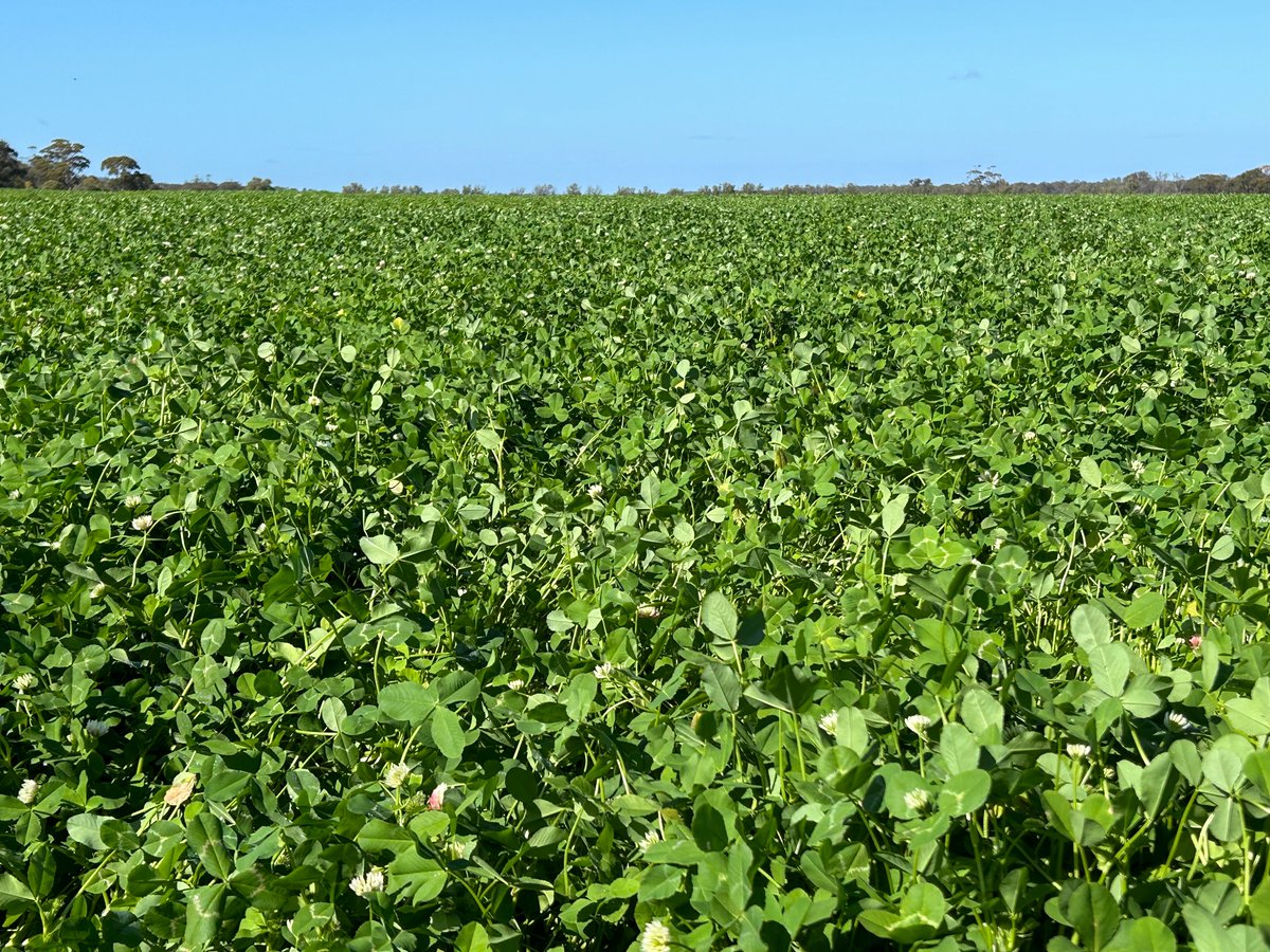 Roberto Busi tweet media