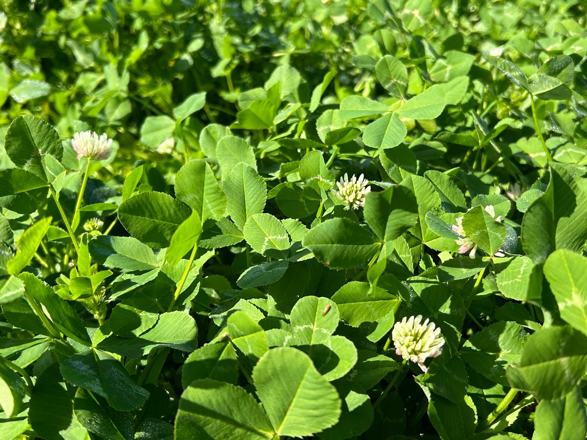 Roberto Busi tweet media