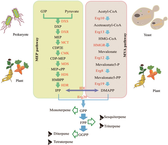 BioDesignR's tweet image. Yarrowia lipolytica boosts terpene synthesis via synthetic biology! #Biofuels #MetabolicEngineering
Details: doi.org/10.34133/bdr.0…