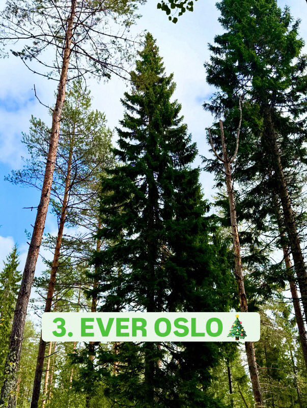 Trafalgar Square Tree tweet media