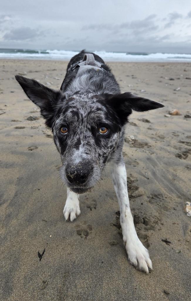 Scruffy_Collie's tweet image. I&apos;m in Cornwall pals. Having the best time on the beach! 🐾 #BorderCollie