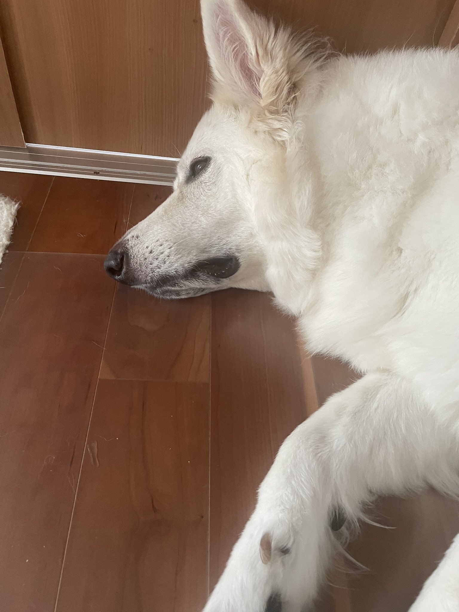 しろい犬 ⭐️White Angel Kennel⭐️ | 初めての一眼レフでの撮影に挑戦