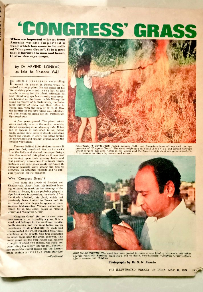 IndiaHistorypic's tweet photo. Because Mr. @howardlutnick In 1970s  When India Imported Wheat From USA , The Weed Known as ' Congress Grass' Was Also Given to India https://t.co/IdHOWzHoBH