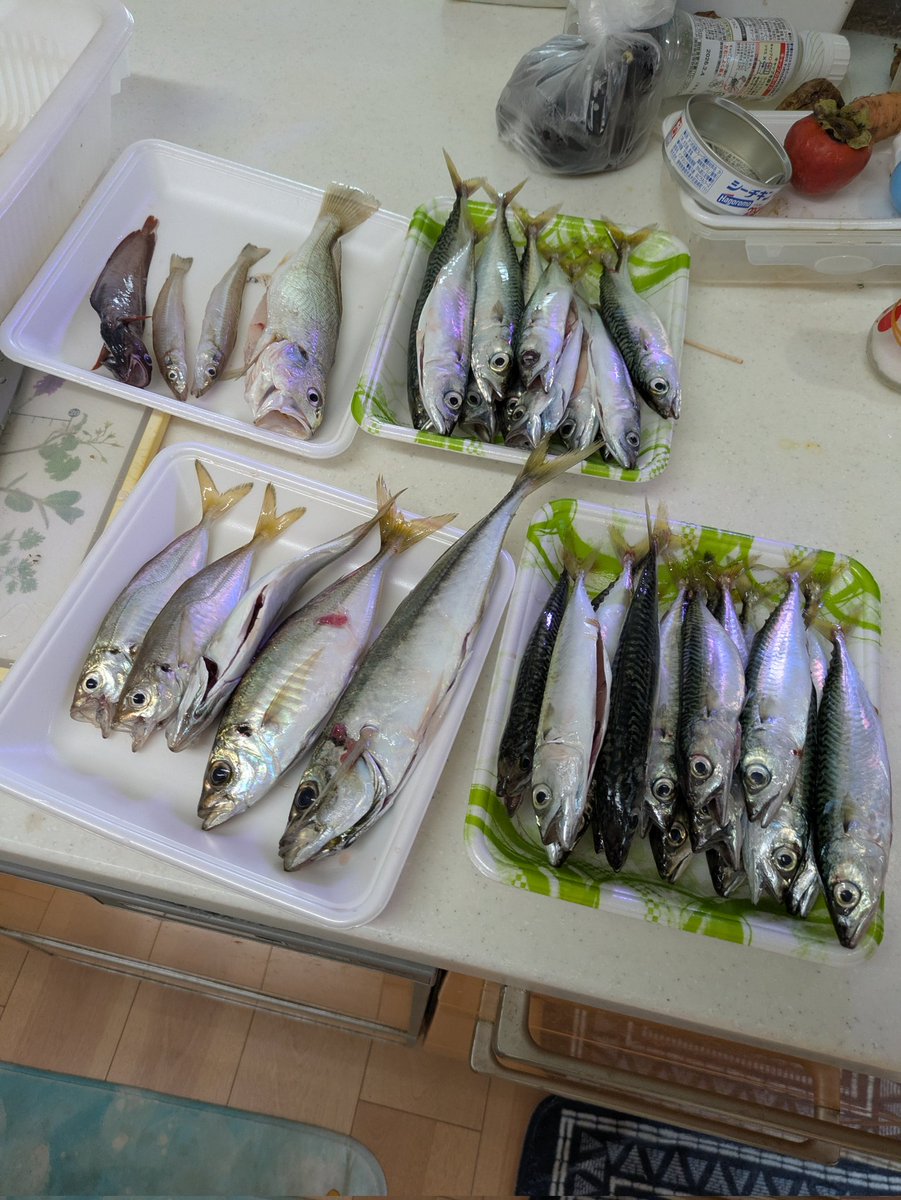 akesoki's tweet image. 数年ぶりの海釣り行ってきました！

2人、大津港で23時〜9時まで。
サビキやブッコミでサバ26匹、アジ5匹など釣れました〜✨️

霞ヶ浦行くのと、時間変わらないからこっちにハマりそうです（笑）

珍しいのでは、シャコが釣れました（笑）
#大津港 
#海釣り
#茨城
#サビキ釣り