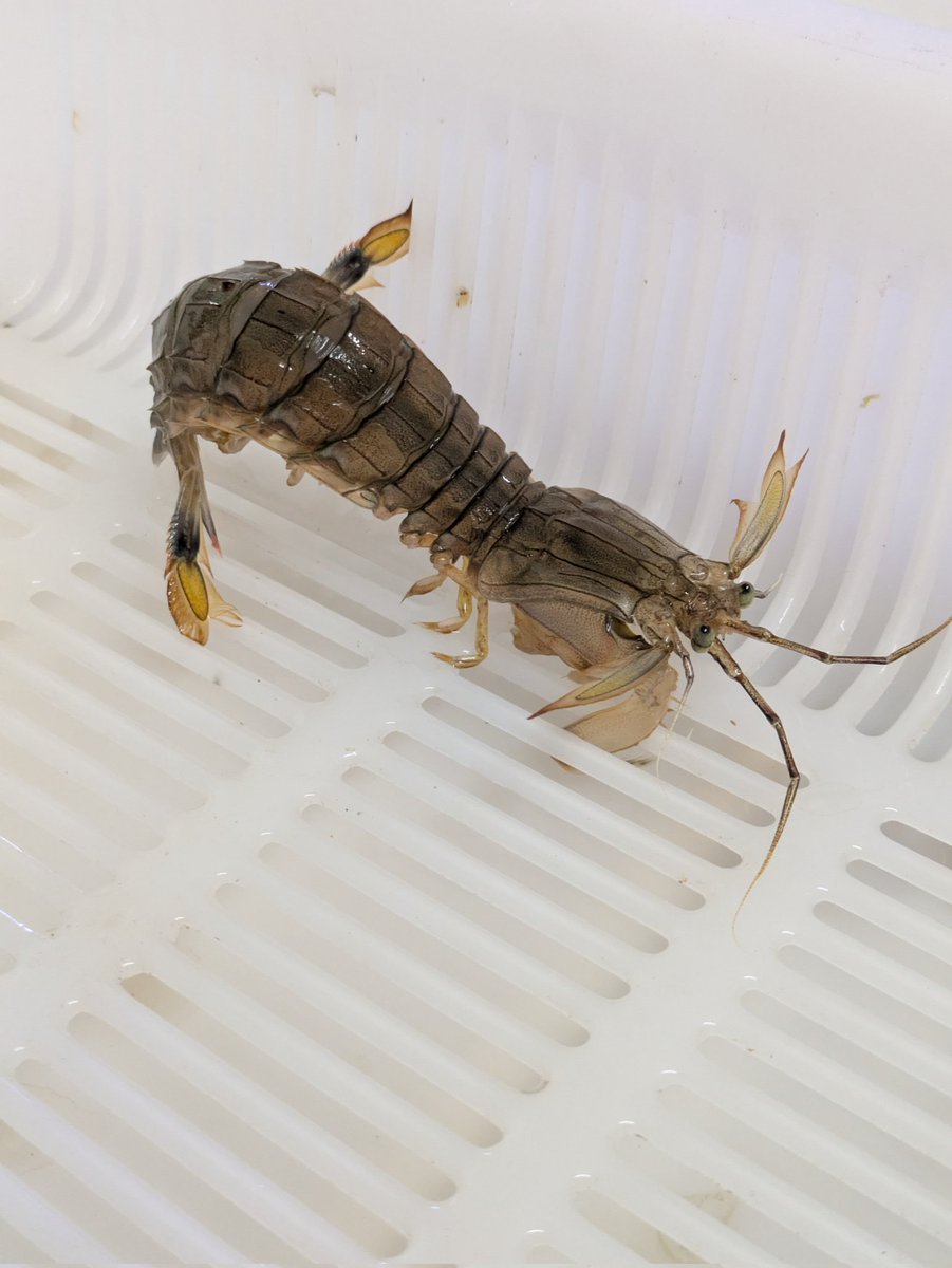 akesoki's tweet image. 数年ぶりの海釣り行ってきました！

2人、大津港で23時〜9時まで。
サビキやブッコミでサバ26匹、アジ5匹など釣れました〜✨️

霞ヶ浦行くのと、時間変わらないからこっちにハマりそうです（笑）

珍しいのでは、シャコが釣れました（笑）
#大津港 
#海釣り
#茨城
#サビキ釣り