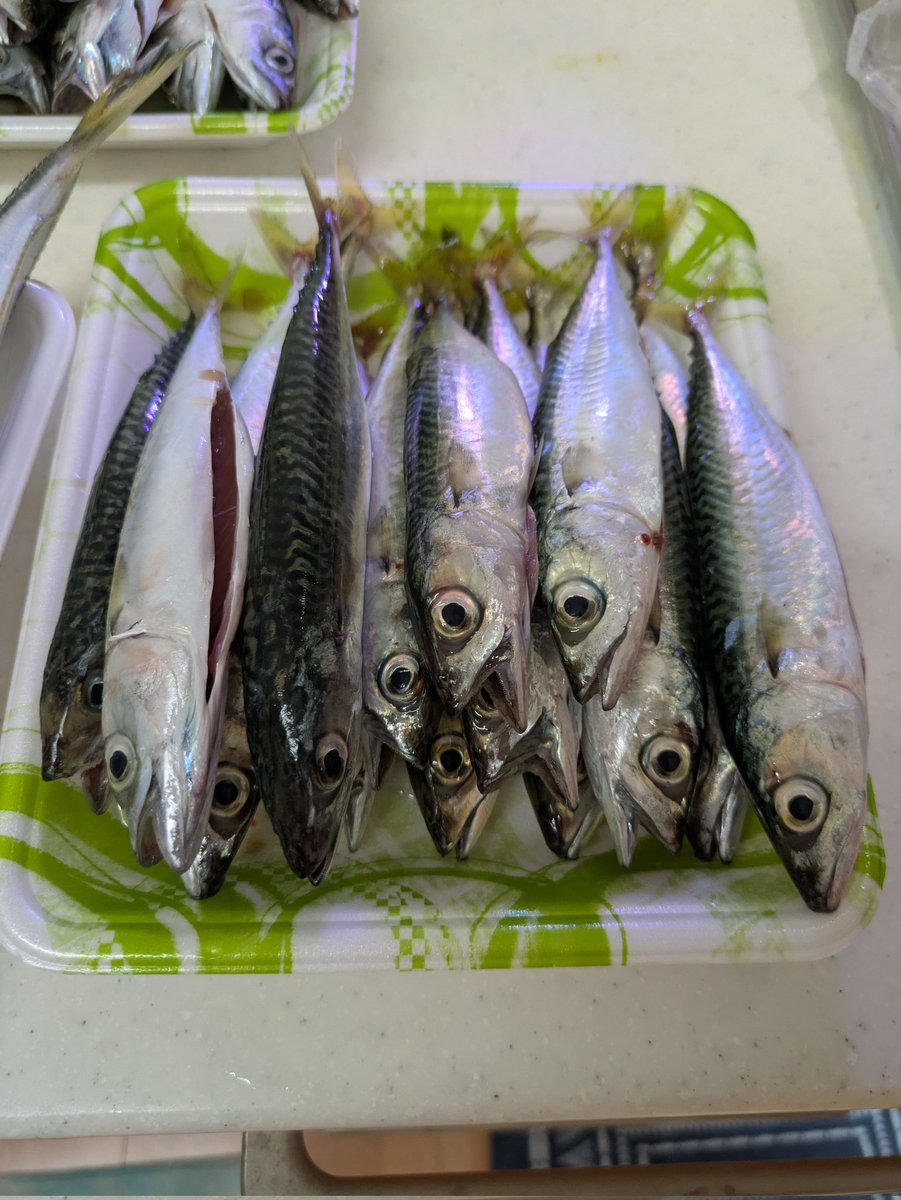 akesoki's tweet image. 数年ぶりの海釣り行ってきました！

2人、大津港で23時〜9時まで。
サビキやブッコミでサバ26匹、アジ5匹など釣れました〜✨️

霞ヶ浦行くのと、時間変わらないからこっちにハマりそうです（笑）

珍しいのでは、シャコが釣れました（笑）
#大津港 
#海釣り
#茨城
#サビキ釣り