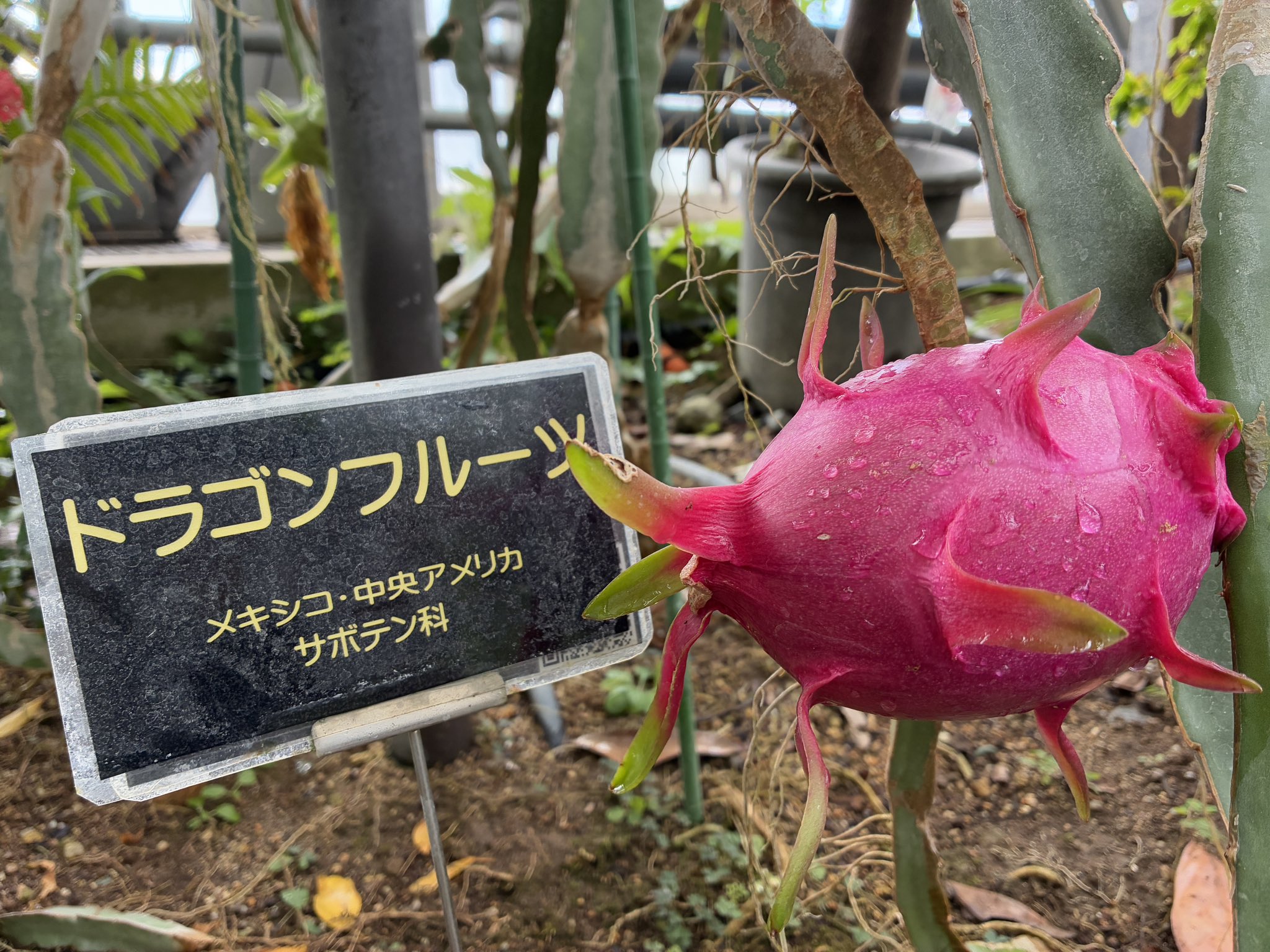 とちぎ花センター【公式】 on X: 