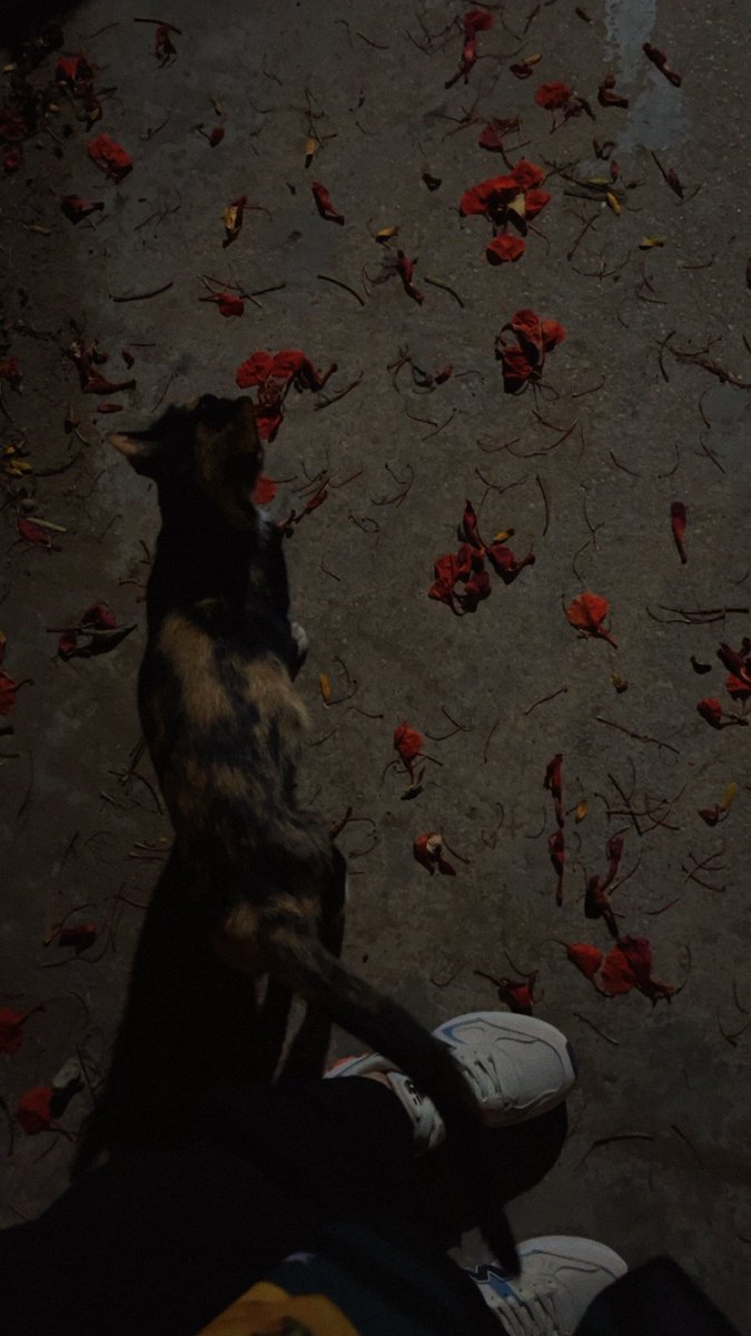 Ń (@nehali0) on Twitter photo 