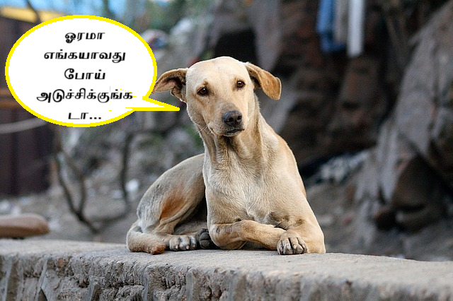 ஜீயோ டாமின் tweet media