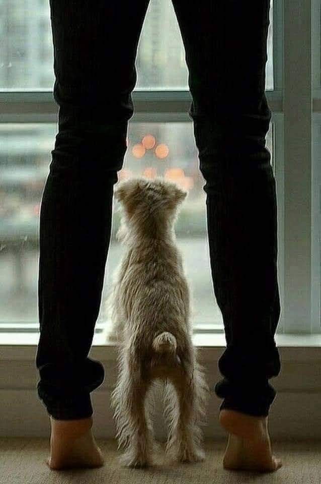 "Aquella casa en donde vive un perro amado, será siempre la casa de un humano que valga la pena conocer."🐾✨💞