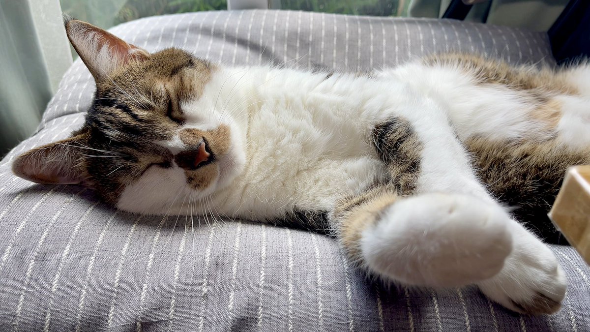 気持ち良さそうに寝ています🐱